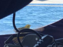 This orange crowned warbler decided to join us for a few minutes of rest as she made her way to shore.